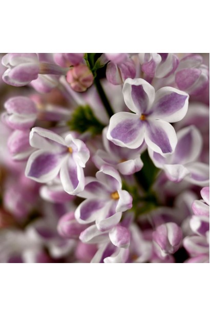 Syringa vulgaris Lila Wonder